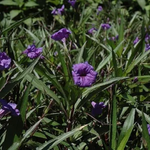 Set of 3 Purple Showers Ruellia Live Plants – Mexican Petunia – 4-8
