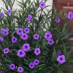 Set of 3 Purple Showers Ruellia Live Plants – Mexican Petunia – 4-8
