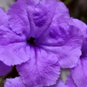 Set of 3 Purple Showers Ruellia Live Plants – Mexican Petunia – 4-8