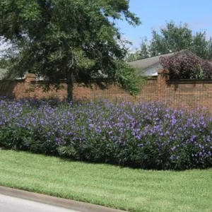 Set of 3 Purple Showers Ruellia Live Plants – Mexican Petunia – 4-8