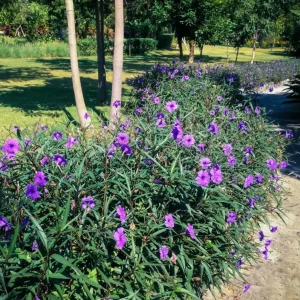 Set of 3 Purple Showers Ruellia Live Plants – Mexican Petunia – 4-8