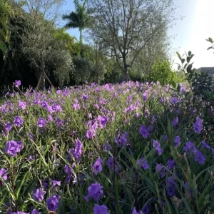 Set of 3 Purple Showers Ruellia Live Plants – Mexican Petunia – 4-8