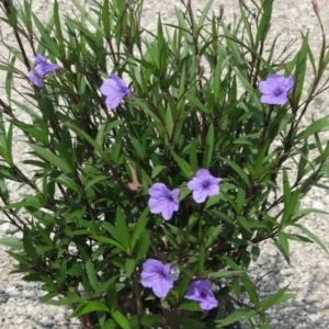 Set of 3 Purple Showers Ruellia Live Plants – Mexican Petunia – 4-8