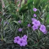 Set of 3 Purple Showers Ruellia Live Plants – Mexican Petunia – 4-8" Tall – Outdoor Perennial - Image 1