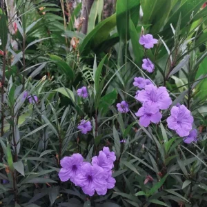 Set of 3 Purple Showers Ruellia Live Plants – Mexican Petunia – 4-8
