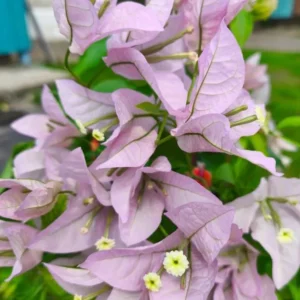Set of 3 Singapore Pink Bougainvillea Live Plants – 4-6