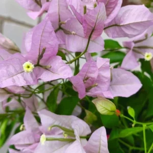 Set of 3 Singapore Pink Bougainvillea Live Plants – 4-6