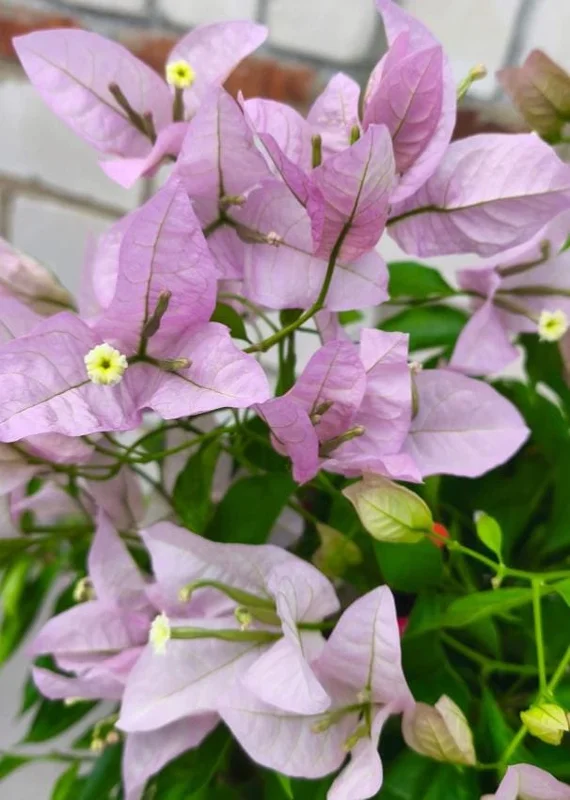 Set of 3 Singapore Pink Bougainvillea Live Plants – 4-6" Tall – Pink-Lilac Flowering - Image 3