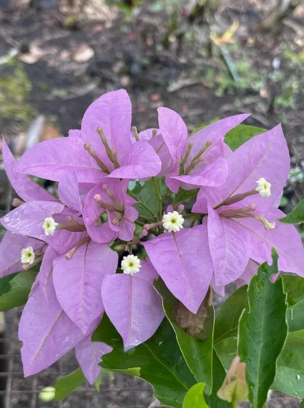 Set of 3 Singapore Pink Bougainvillea Live Plants – 4-6" Tall – Pink-Lilac Flowering - Image 1