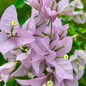 Set of 3 Singapore Pink Bougainvillea Live Plants – 4-6