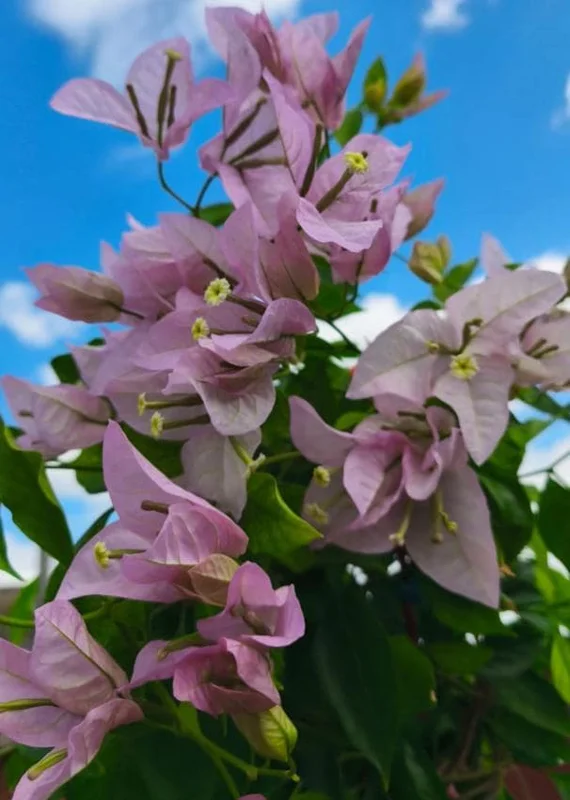 Set of 3 Singapore Pink Bougainvillea Live Plants – 4-6" Tall – Pink-Lilac Flowering - Image 5