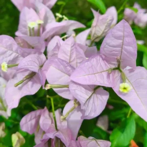 Set of 3 Singapore Pink Bougainvillea Live Plants – 4-6