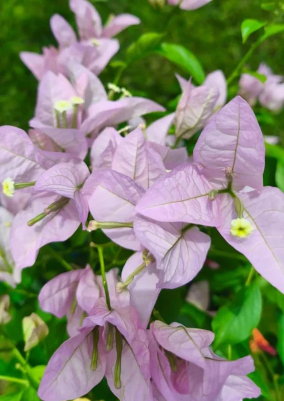 Set of 3 Singapore Pink Bougainvillea Live Plants – 4-6" Tall – Pink-Lilac Flowering - Image 6