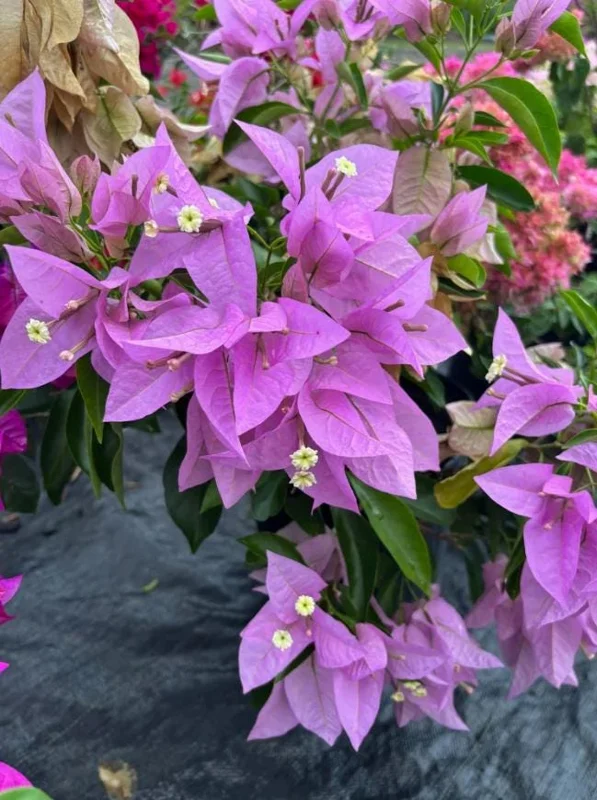 Set of 3 Singapore Pink Bougainvillea Live Plants – 4-6" Tall – Pink-Lilac Flowering - Image 7