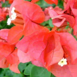 Set of 3 Sundown Orange Bougainvillea Live Plants – 4-6 inch Tropical Vine - Image 3
