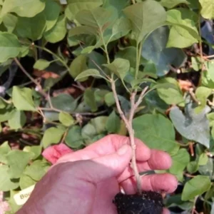 Set of 3 Sundown Orange Bougainvillea Live Plants – 4-6 inch Tropical Vine - Image 4