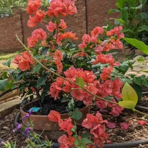 Set of 3 Sundown Orange Bougainvillea Live Plants – 4-6 inch Tropical Vine - Image 5