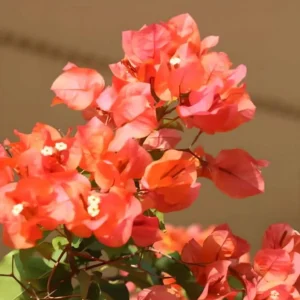 Set of 3 Sundown Orange Bougainvillea Live Plants – 4-6 inch Tropical Vine - Image 1