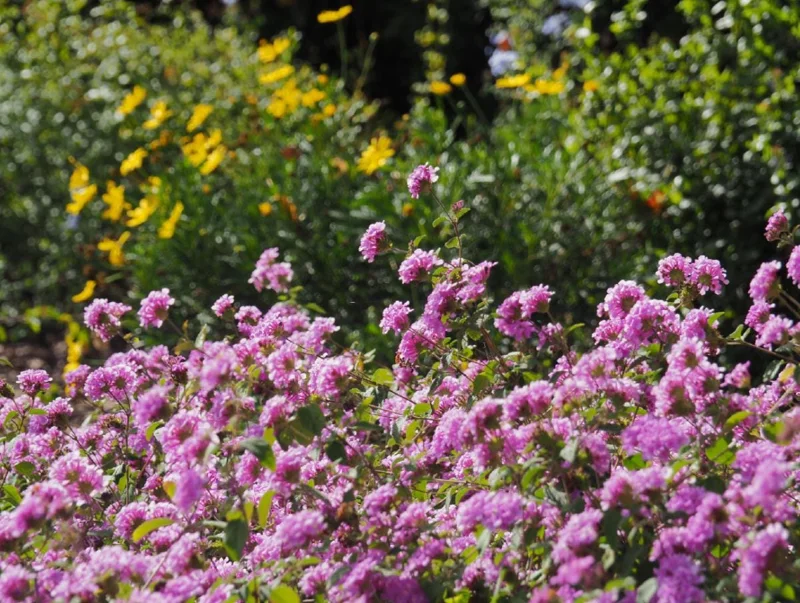 Set of 3 Trailing Lavender Lantana Live Plants – 4-6" Tall – Hardy Perennial - Image 10