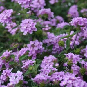 Set of 3 Trailing Lavender Lantana Live Plants – 4-6