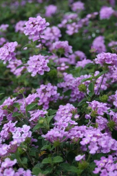 Set of 3 Trailing Lavender Lantana Live Plants – 4-6" Tall – Hardy Perennial - Image 3