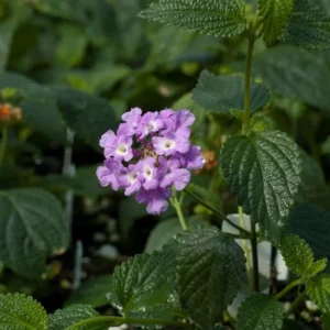 Set of 3 Trailing Lavender Lantana Live Plants – 4-6