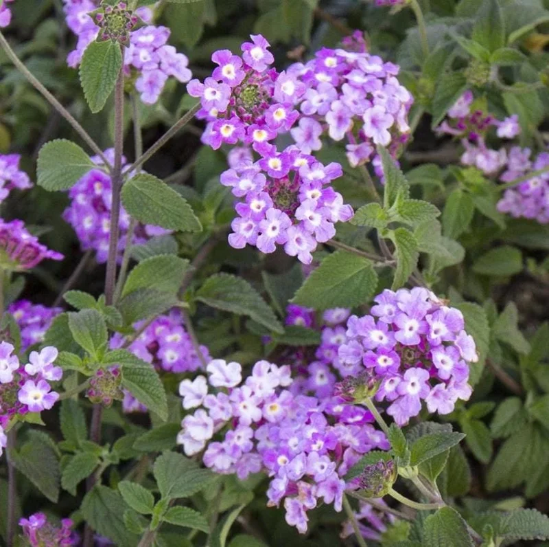 Set of 3 Trailing Lavender Lantana Live Plants – 4-6" Tall – Hardy Perennial - Image 5