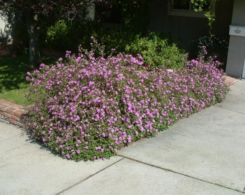 Set of 3 Trailing Lavender Lantana Live Plants – 4-6" Tall – Hardy Perennial - Image 7