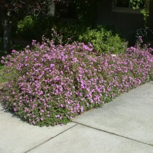 Set of 3 Trailing Lavender Lantana Live Plants – 4-6