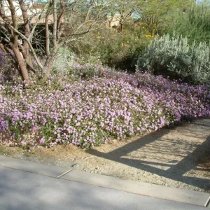 Set of 3 Trailing Lavender Lantana Live Plants – 4-6