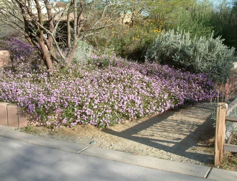 Set of 3 Trailing Lavender Lantana Live Plants – 4-6" Tall – Hardy Perennial - Image 8
