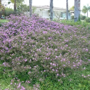 Set of 3 Trailing Lavender Lantana Live Plants – 4-6