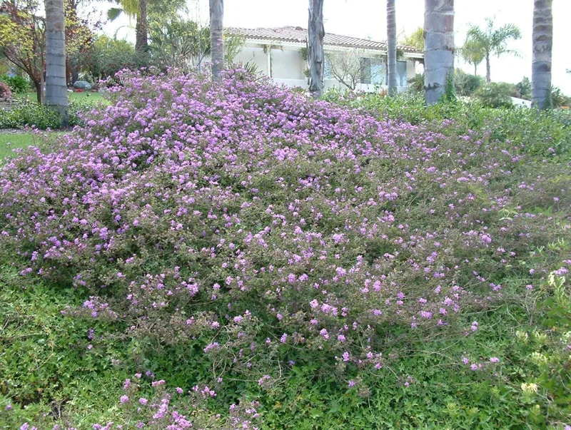 Set of 3 Trailing Lavender Lantana Live Plants – 4-6" Tall – Hardy Perennial - Image 9