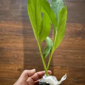 Set of 3 Yellow Turmeric Live Plants (Curcuma longa) – 4-6