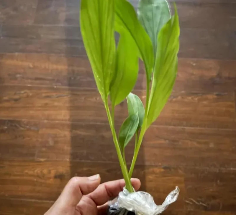 Set of 3 Yellow Turmeric Live Plants (Curcuma longa) – 4-6" Tall – No Pot - Image 4