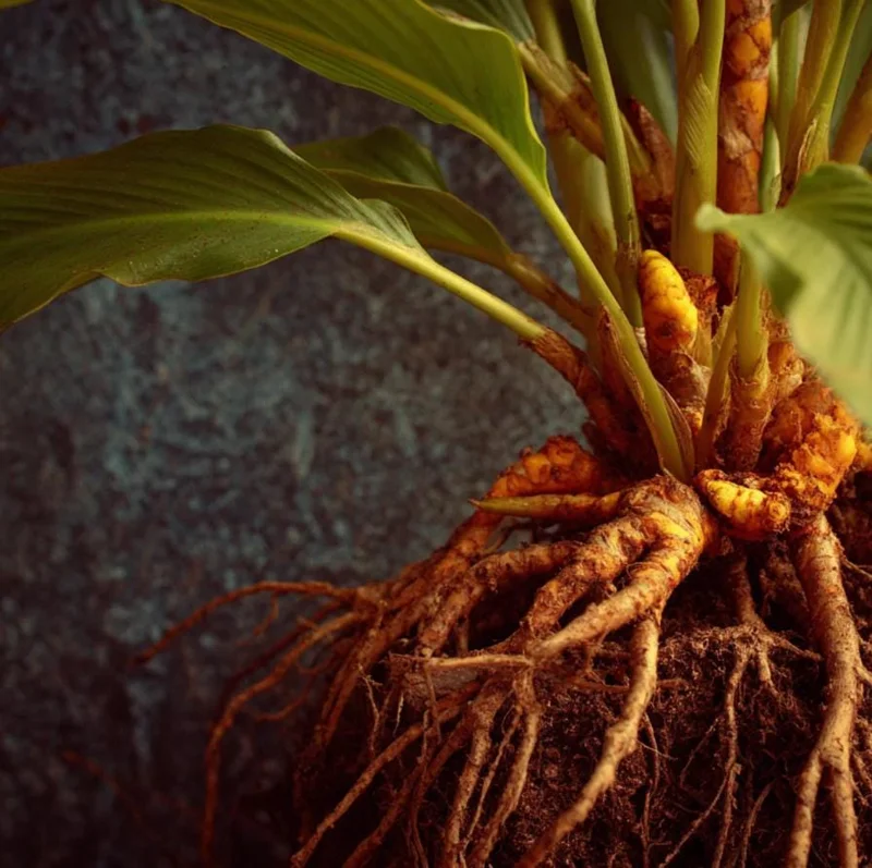 Set of 3 Yellow Turmeric Live Plants (Curcuma longa) – 4-6" Tall – No Pot - Image 7