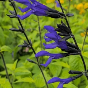 Set of 4 Black and Blue Salvia Live Plants – Salvia guaranitica – 4-6