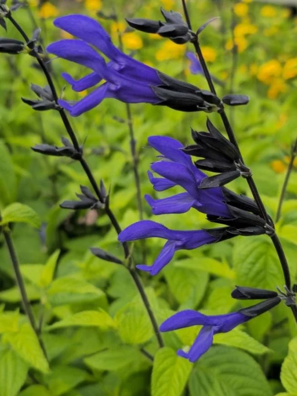 Set of 4 Black and Blue Salvia Live Plants – Salvia guaranitica – 4-6" Tall – Perennial - Image 2