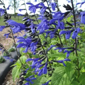 Set of 4 Black and Blue Salvia Live Plants – Salvia guaranitica – 4-6