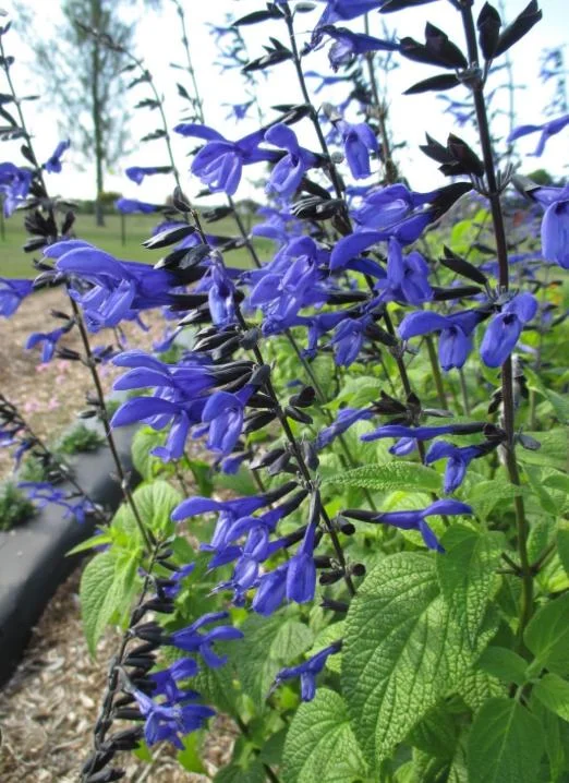 Set of 4 Black and Blue Salvia Live Plants – Salvia guaranitica – 4-6" Tall – Perennial - Image 3