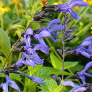 Set of 4 Black and Blue Salvia Live Plants – Salvia guaranitica – 4-6