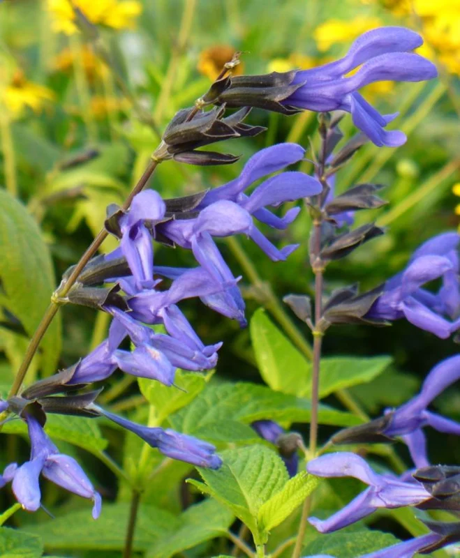 Set of 4 Black and Blue Salvia Live Plants – Salvia guaranitica – 4-6" Tall – Perennial - Image 4