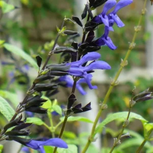 Set of 4 Black and Blue Salvia Live Plants – Salvia guaranitica – 4-6