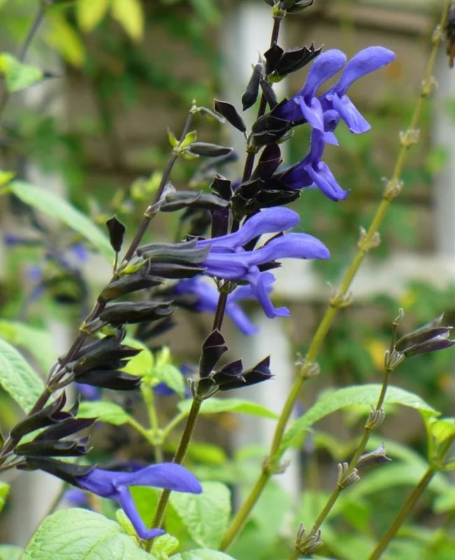 Set of 4 Black and Blue Salvia Live Plants – Salvia guaranitica – 4-6" Tall – Perennial - Image 6