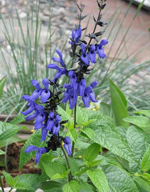 Set of 4 Black and Blue Salvia Live Plants – Salvia guaranitica – 4-6" Tall – Perennial - Image 7