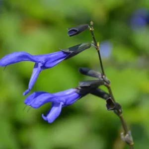 Set of 4 Black and Blue Salvia Live Plants – Salvia guaranitica – 4-6