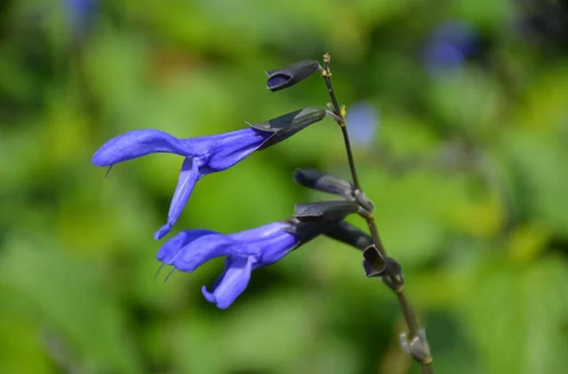 Set of 4 Black and Blue Salvia Live Plants – Salvia guaranitica – 4-6" Tall – Perennial - Image 8
