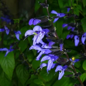 Set of 4 Black and Blue Salvia Live Plants – Salvia guaranitica – 4-6