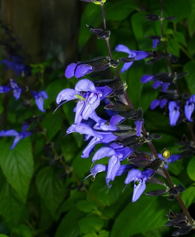 Set of 4 Black and Blue Salvia Live Plants – Salvia guaranitica – 4-6" Tall – Perennial - Image 1