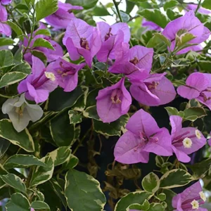 Set of 4 Blueberry Ice Bougainvillea Live Plants - 4-6